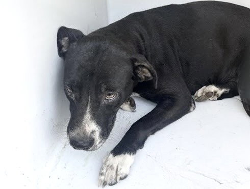 A661991, a dog for adoption from Harris County Pets