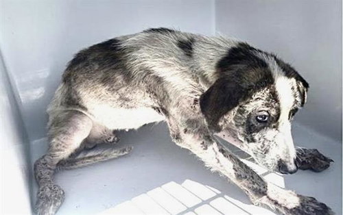 AUGUST, a dog for adoption from Harris County Pets