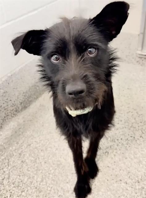 ZIGGY, a dog for adoption from Harris County Pets