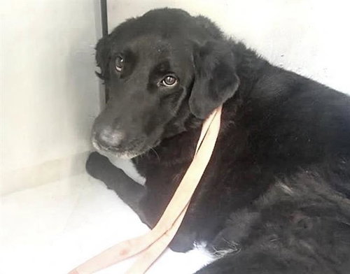 CHARLOTTE, a dog for adoption from Harris County Pets