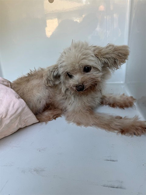 A662369, a dog for adoption from Harris County Pets