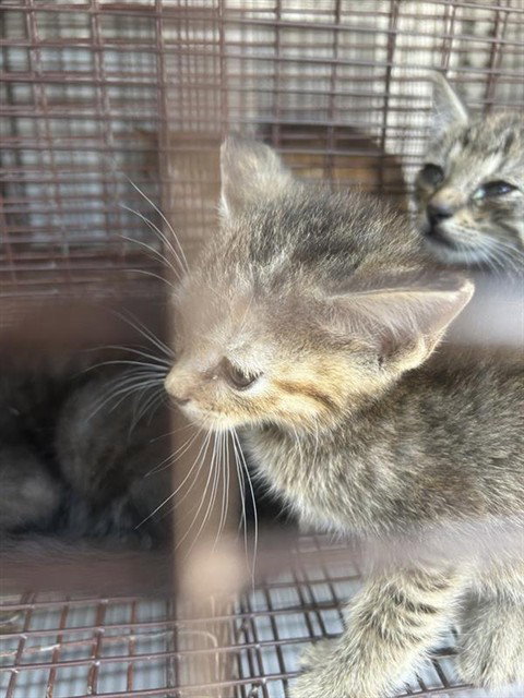 A662380, a cat for adoption from Harris County Pets