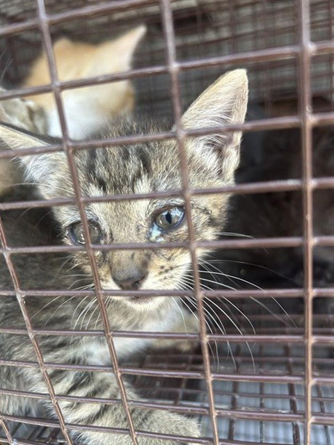 A662381, a cat for adoption from Harris County Pets