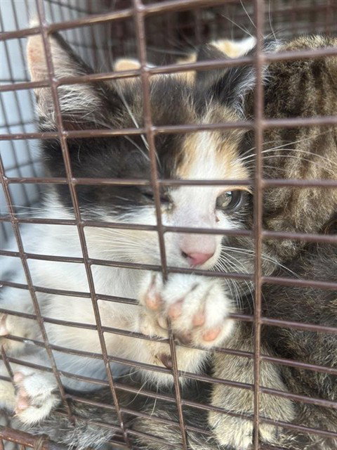 A662382, a cat for adoption from Harris County Pets