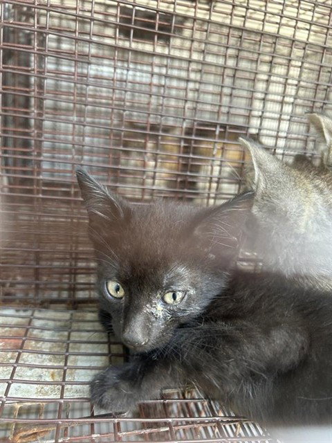 A662383, a cat for adoption from Harris County Pets