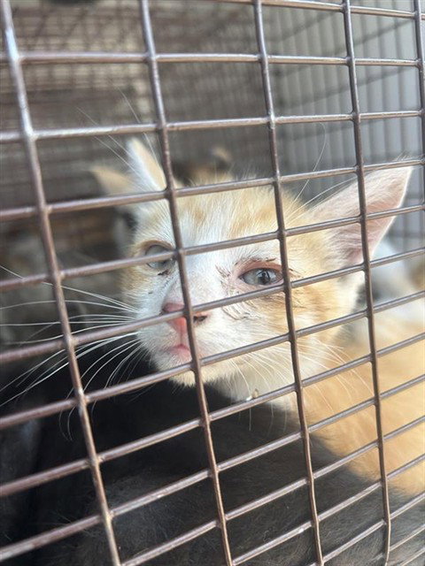 A662384, a cat for adoption from Harris County Pets