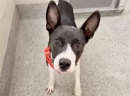 MAX, a dog for adoption from Harris County Pets
