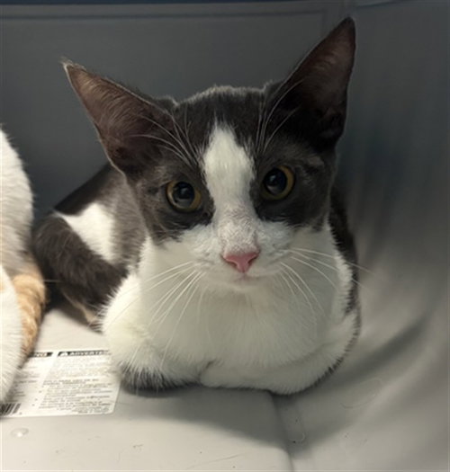 ELIANA, a cat for adoption from Harris County Pets