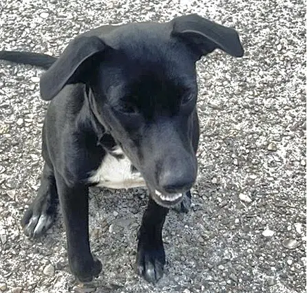Annie - Labrador Retriever
