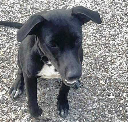 A662356, a dog for adoption from Harris County Pets