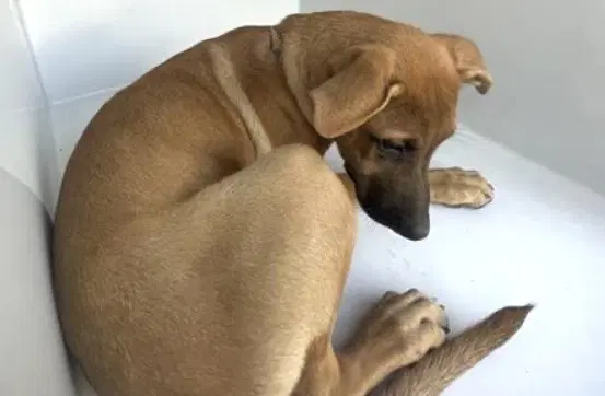 Unknown - Labrador Retriever