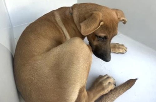A662360, a dog for adoption from Harris County Pets