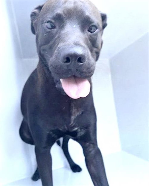 A662367, a dog for adoption from Harris County Pets