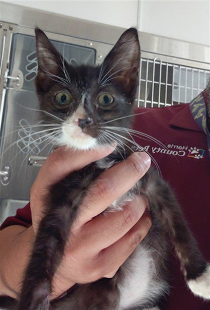 A662393, a cat for adoption from Harris County Pets