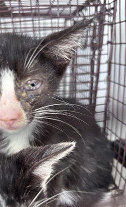 A662394, a cat for adoption from Harris County Pets
