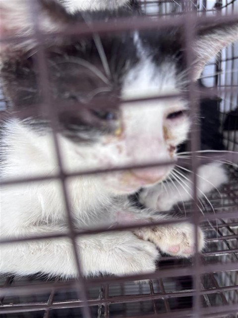 A662395, a cat for adoption from Harris County Pets