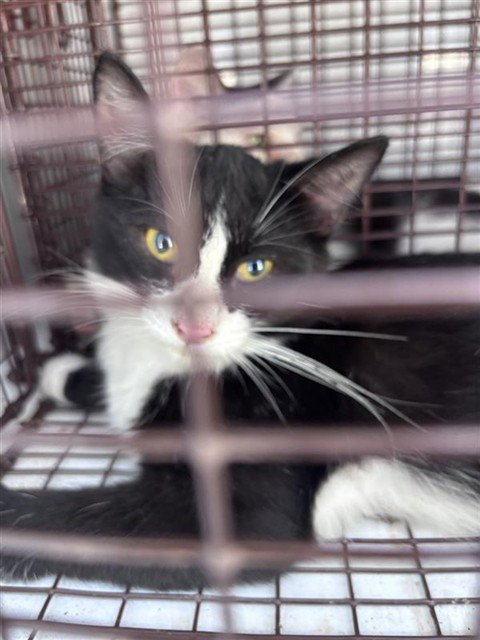 A662396, a cat for adoption from Harris County Pets
