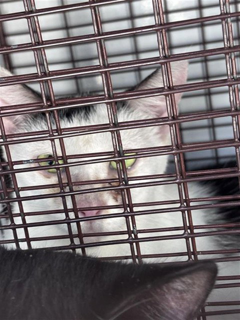 A662398, a cat for adoption from Harris County Pets