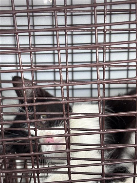 A662404, a cat for adoption from Harris County Pets