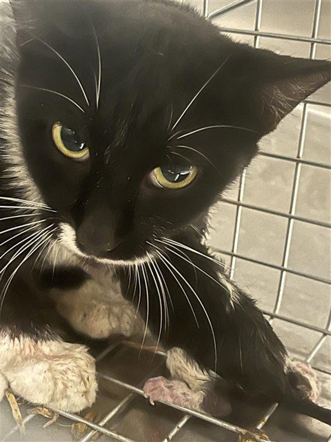 A662414, a cat for adoption from Harris County Pets