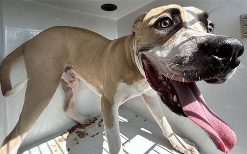 DANNY, a dog for adoption from Harris County Pets