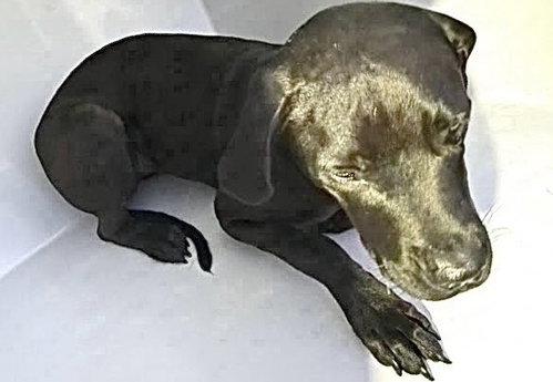 ONYX, a dog for adoption from Harris County Pets