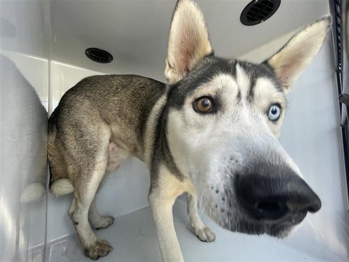 A662444, a dog for adoption from Harris County Pets