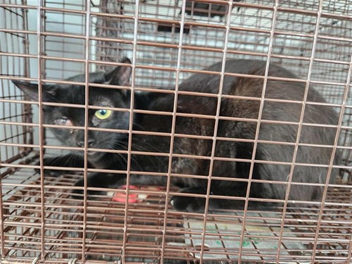 A662438, a cat for adoption from Harris County Pets