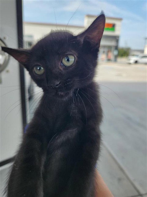 A662439, a cat for adoption from Harris County Pets