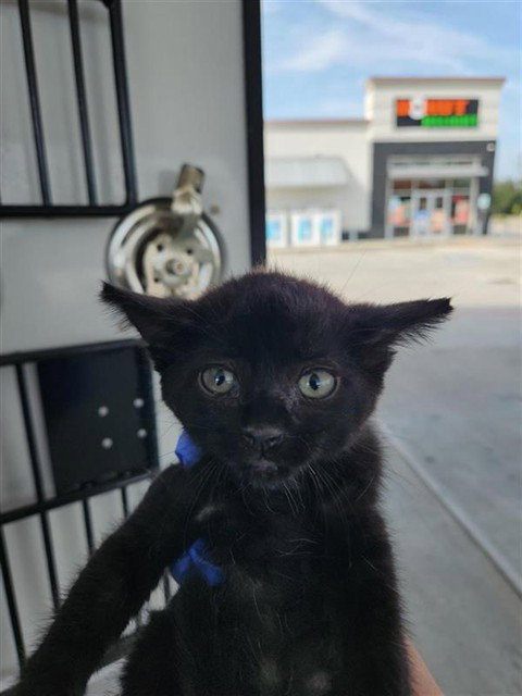 A662440, a cat for adoption from Harris County Pets