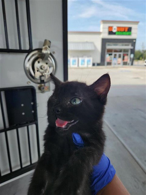 A662441, a cat for adoption from Harris County Pets