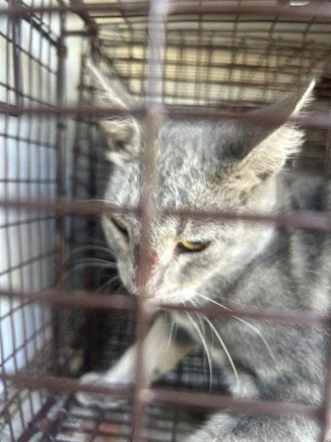 A662448, a cat for adoption from Harris County Pets