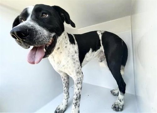 GROVER, a dog for adoption from Harris County Pets