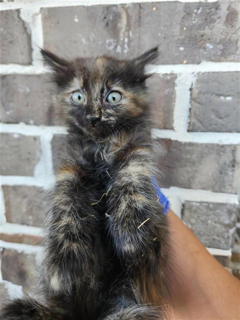 A662461, a cat for adoption from Harris County Pets