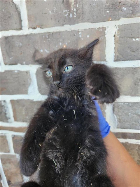 A662462, a cat for adoption from Harris County Pets