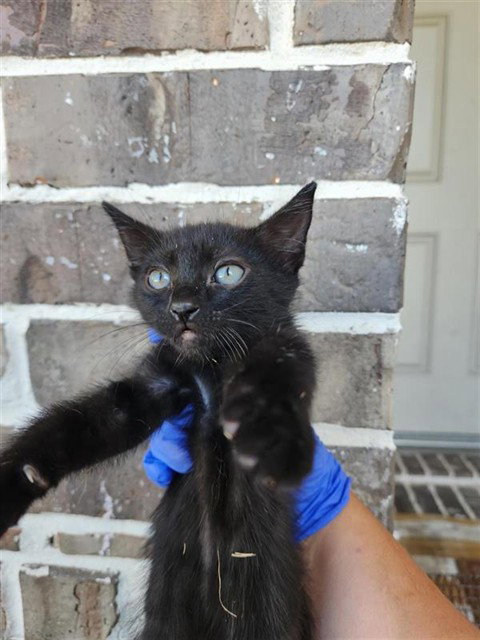 A662463, a cat for adoption from Harris County Pets