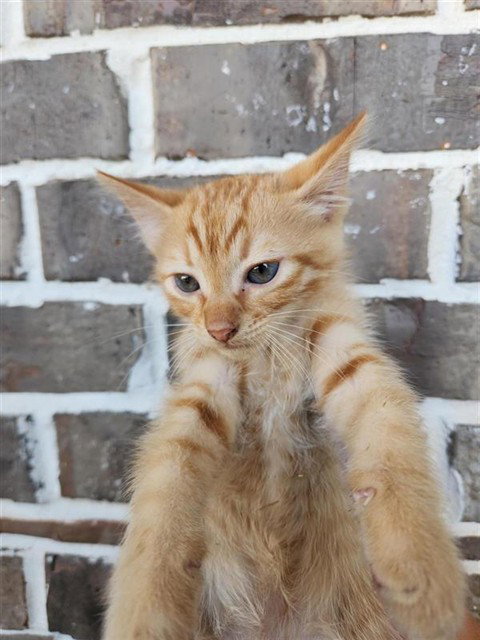 A662464, a cat for adoption from Harris County Pets