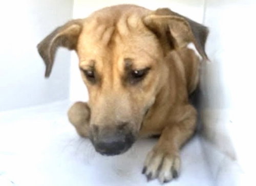 VEGA, a dog for adoption from Harris County Pets