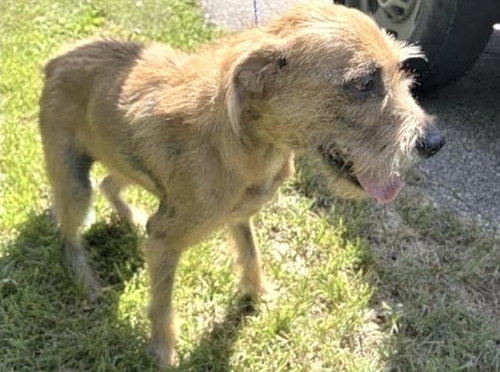 CANELO, a dog for adoption from Harris County Pets