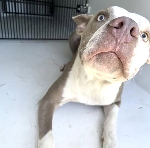 BEETLEJUICE, a dog for adoption from Harris County Pets