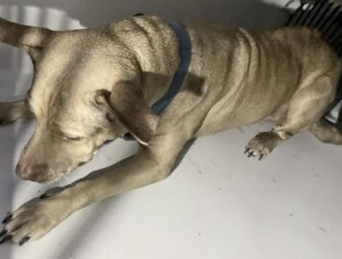 A662486, a dog for adoption from Harris County Pets