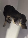 A662487 — Houston, TX Adoption
