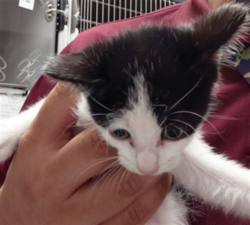 A661864, a cat for adoption from Harris County Pets