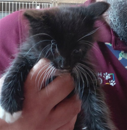 A661865, a cat for adoption from Harris County Pets