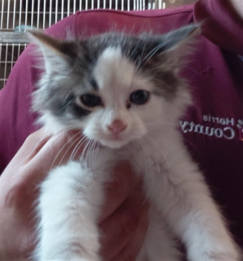 A661866, a cat for adoption from Harris County Pets