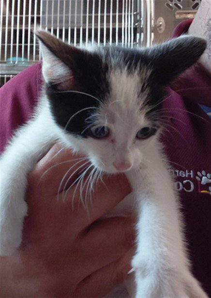 A661867, a cat for adoption from Harris County Pets