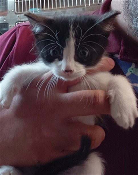 A661868, a cat for adoption from Harris County Pets