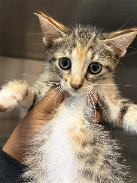 KIMMY, a cat for adoption from Harris County Pets