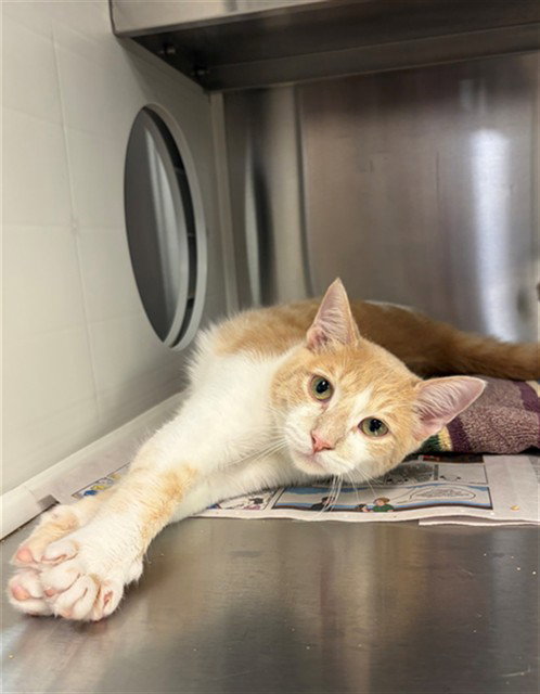 RUDY, a cat for adoption from Harris County Pets