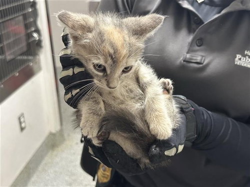 A662529, a cat for adoption from Harris County Pets